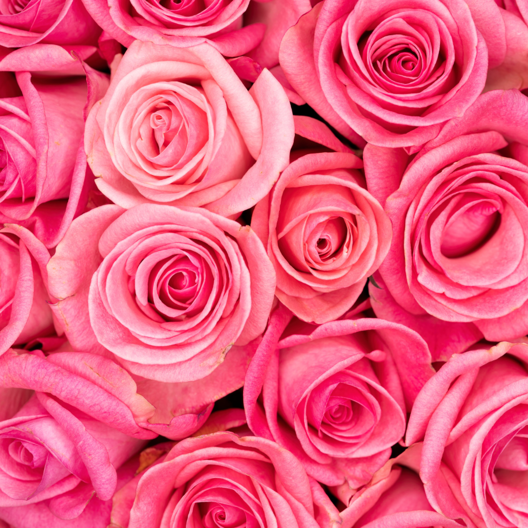 One Dozen Roses