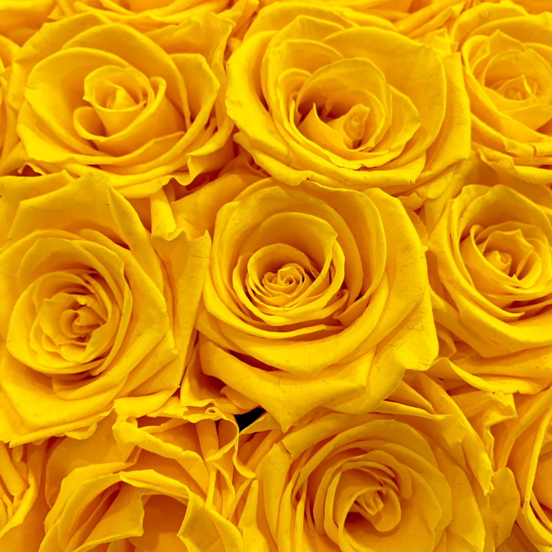 One Dozen Roses