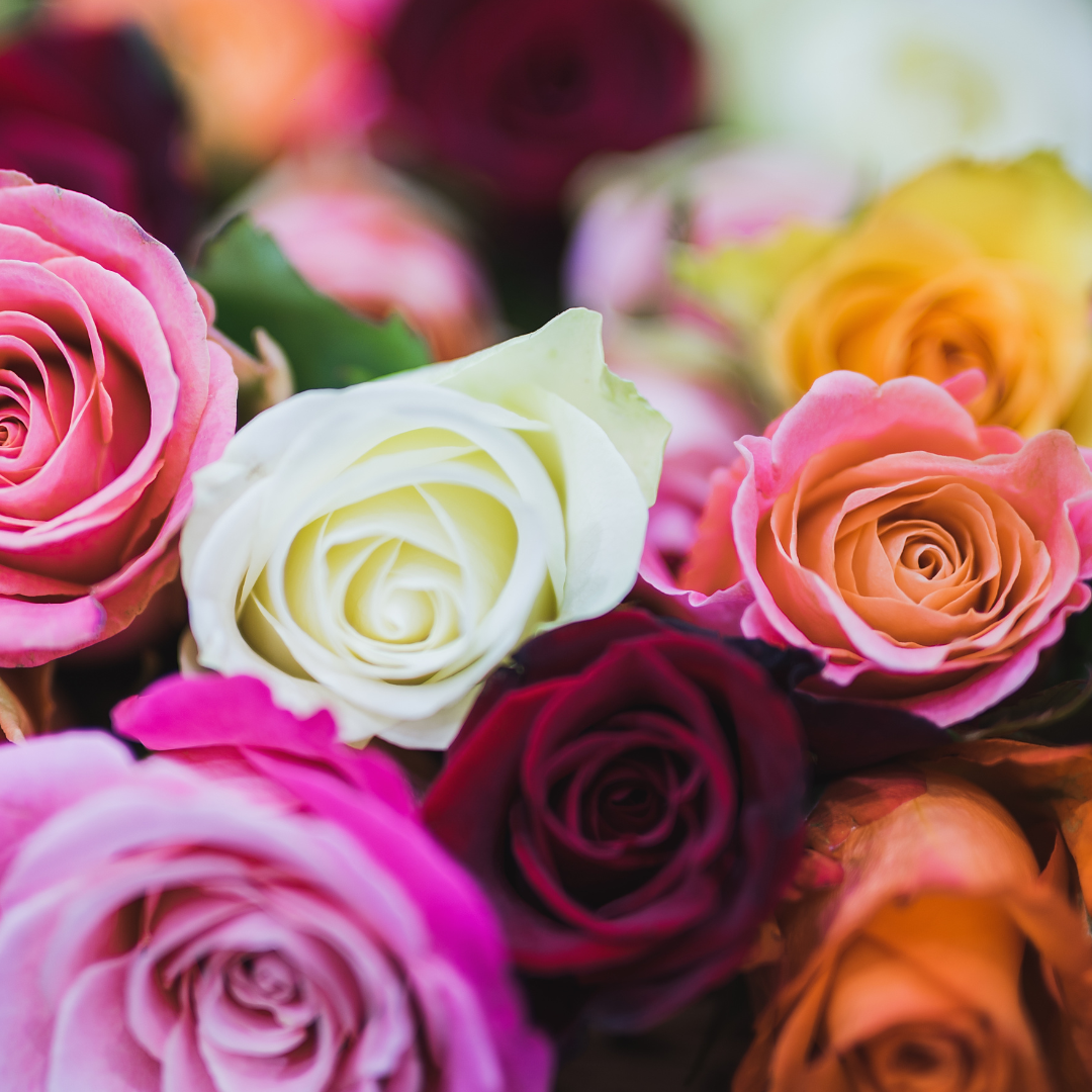One Dozen Roses