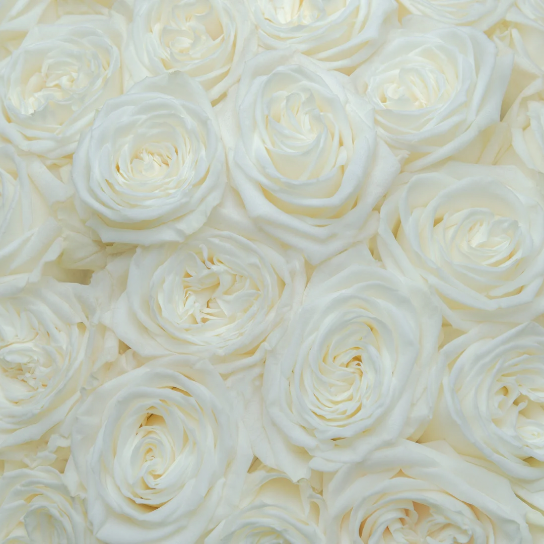 One Dozen Roses