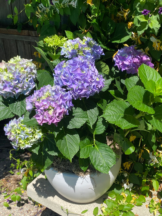 Big Beautiful Hydrangea Plant