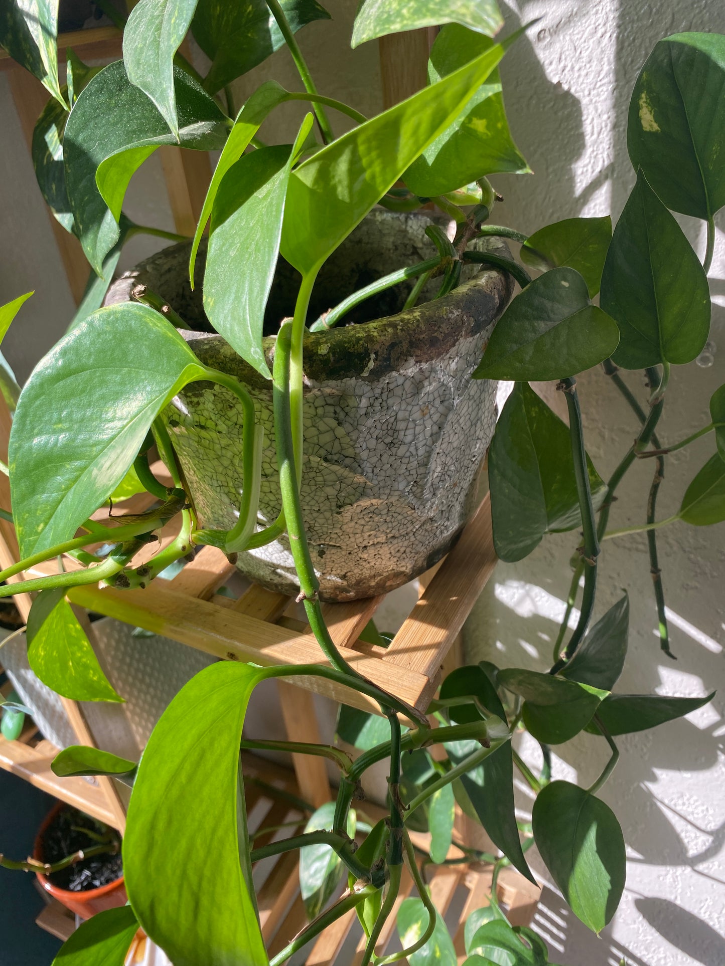 Easy care pothos plant