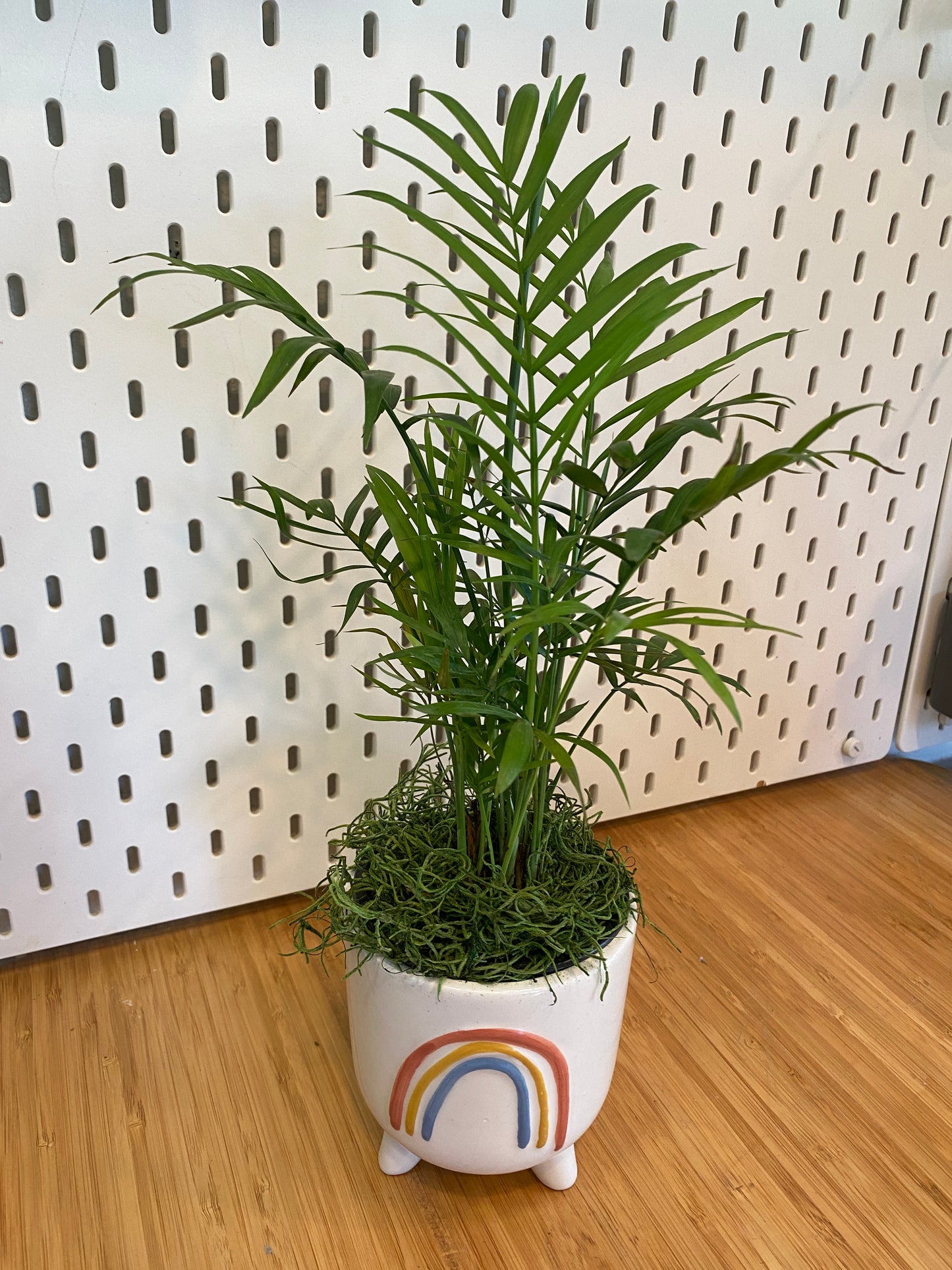 Rainbow planter