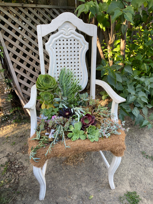 Succulent Garden Chair