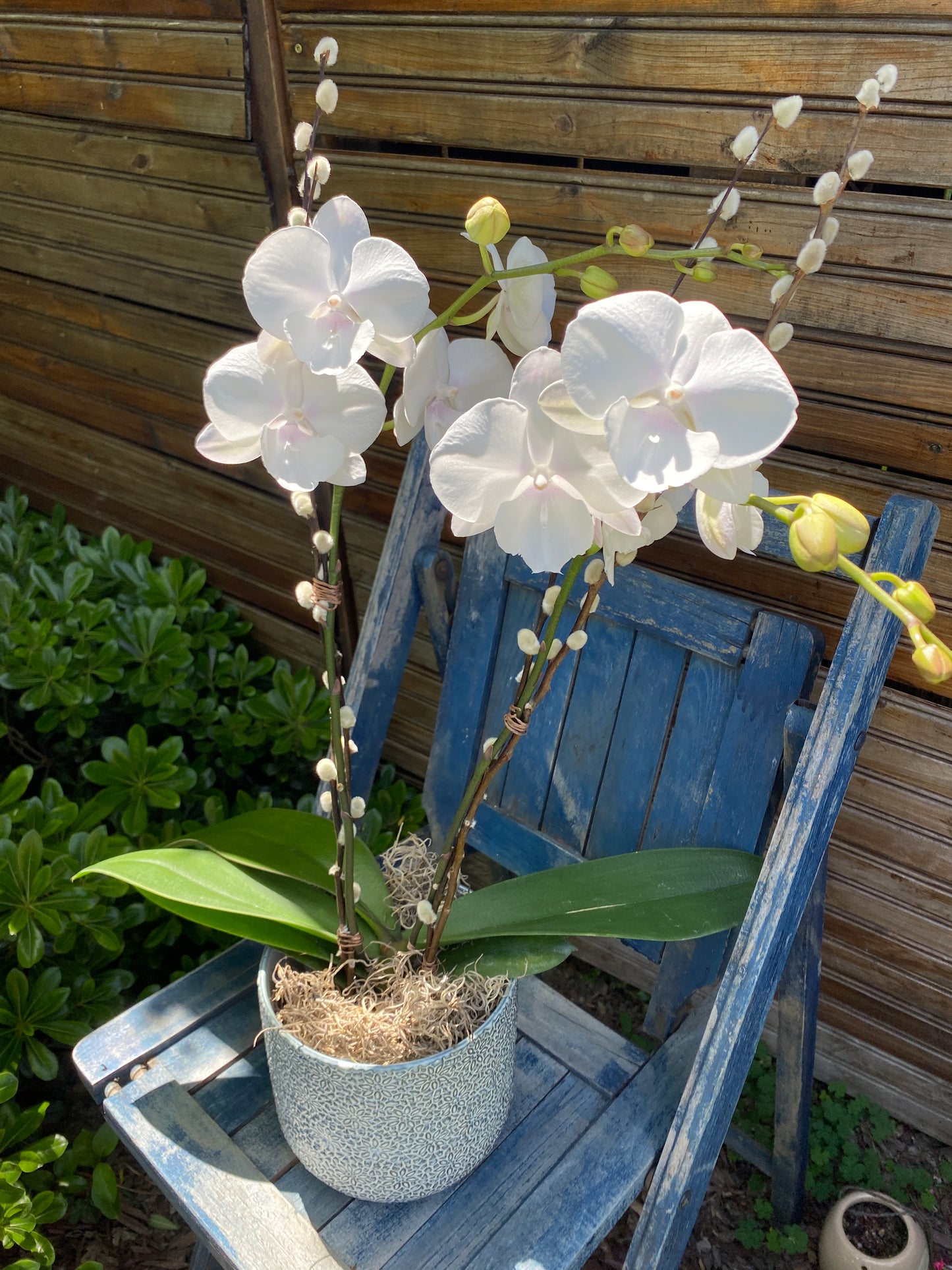 Classic White Orchid Plant