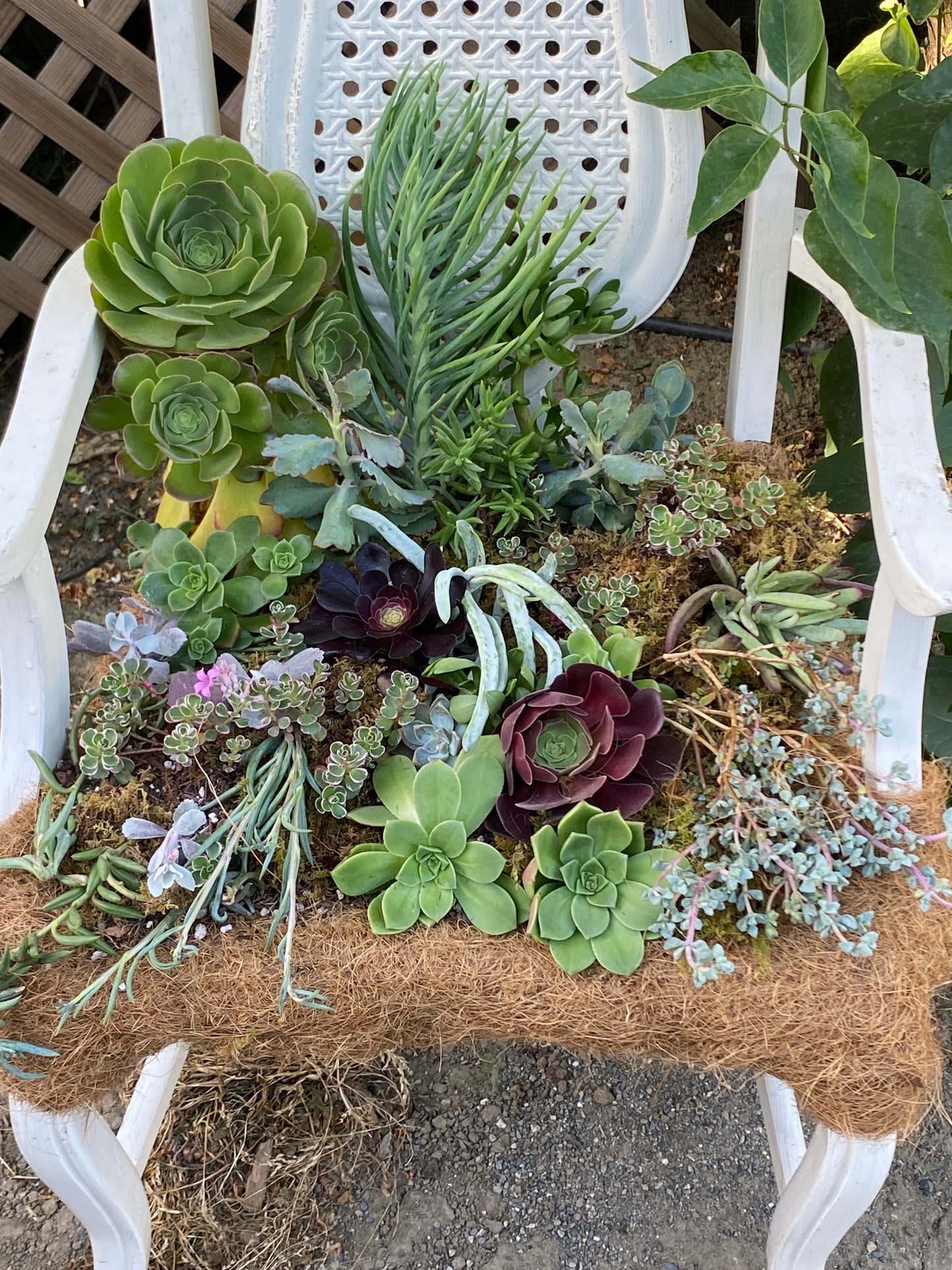 Succulent Garden Chair