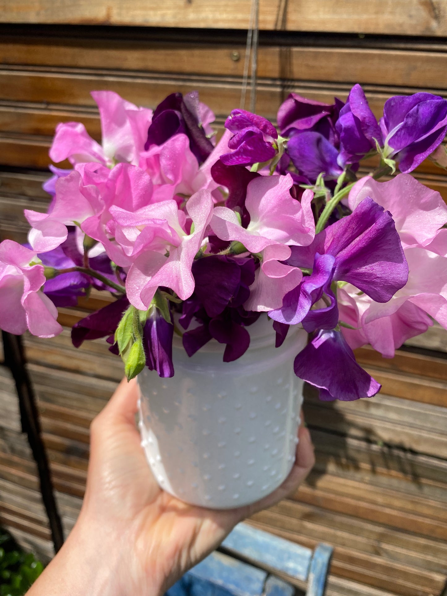 Scentsational sweetpeas